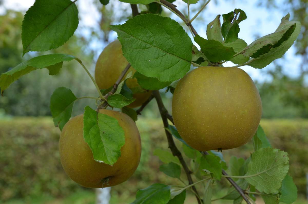 Apfel: Schöner von Boskoop