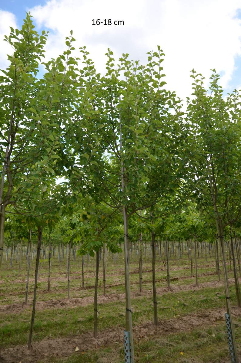 Apfel: Landsberger Renette