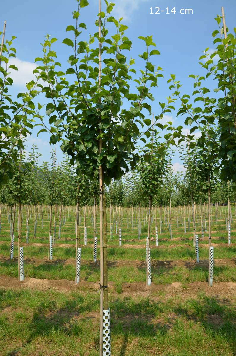 Apfel: Landsberger Renette