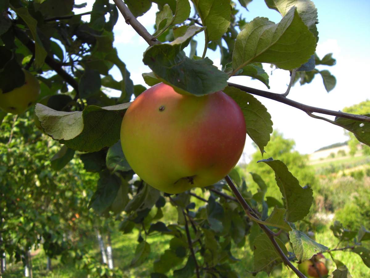Apfel: Landsberger Renette