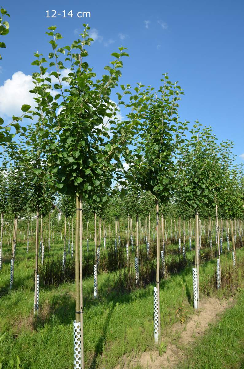 Apfel: Landsberger Renette