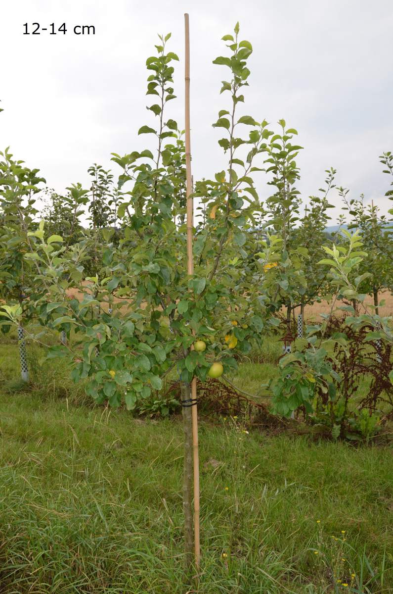 Apfel: Landsberger Renette