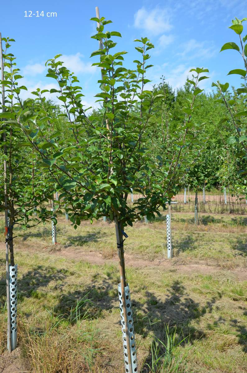 Apfel: Landsberger Renette