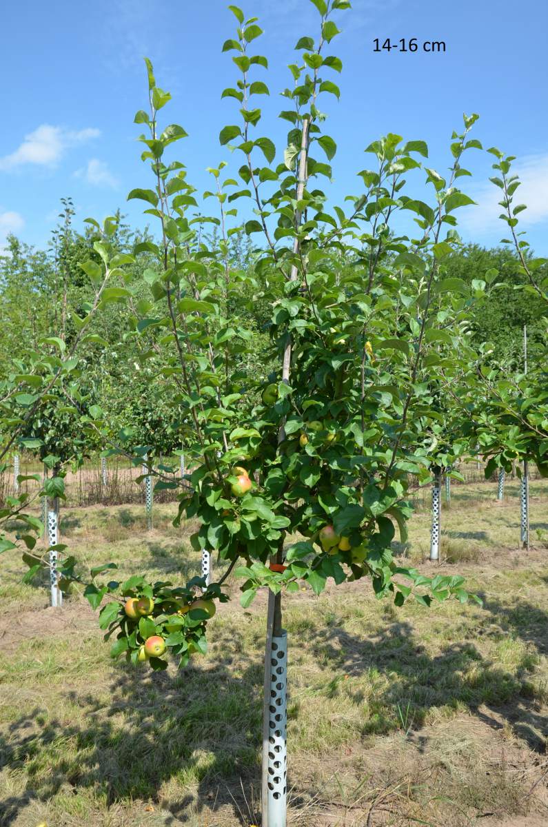 Apfel: Landsberger Renette
