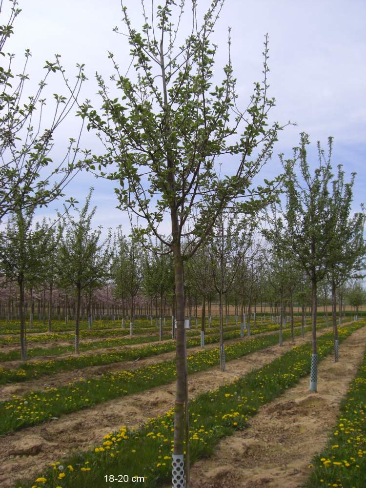 Apfel Ontario