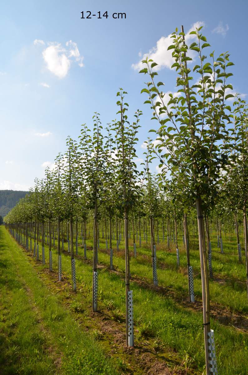 Apfel Ontario