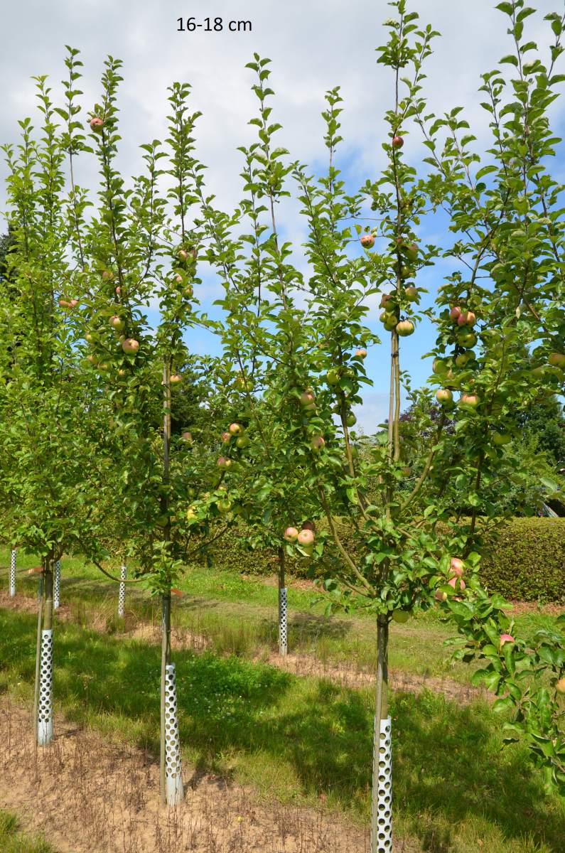 Apfel Ontario