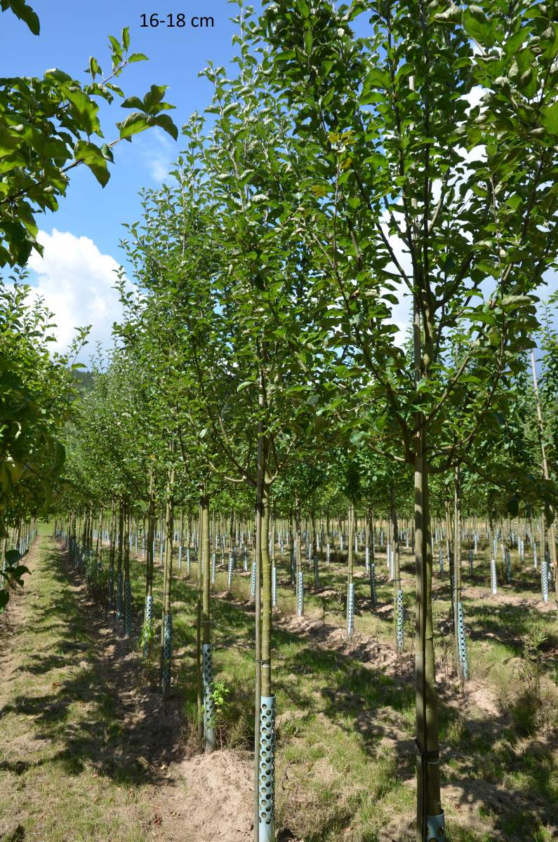 Apfel Ontario