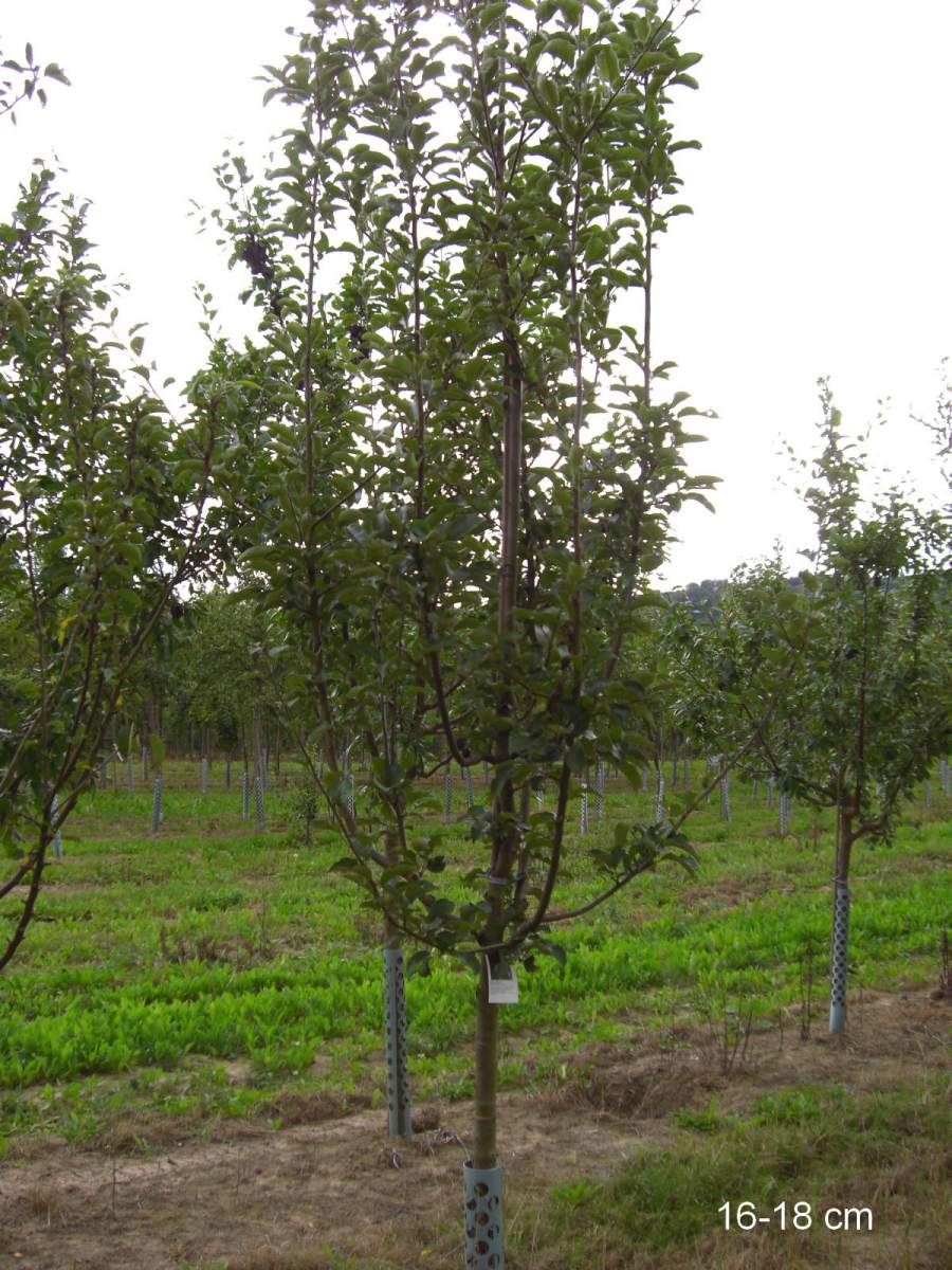 Apfel Ontario