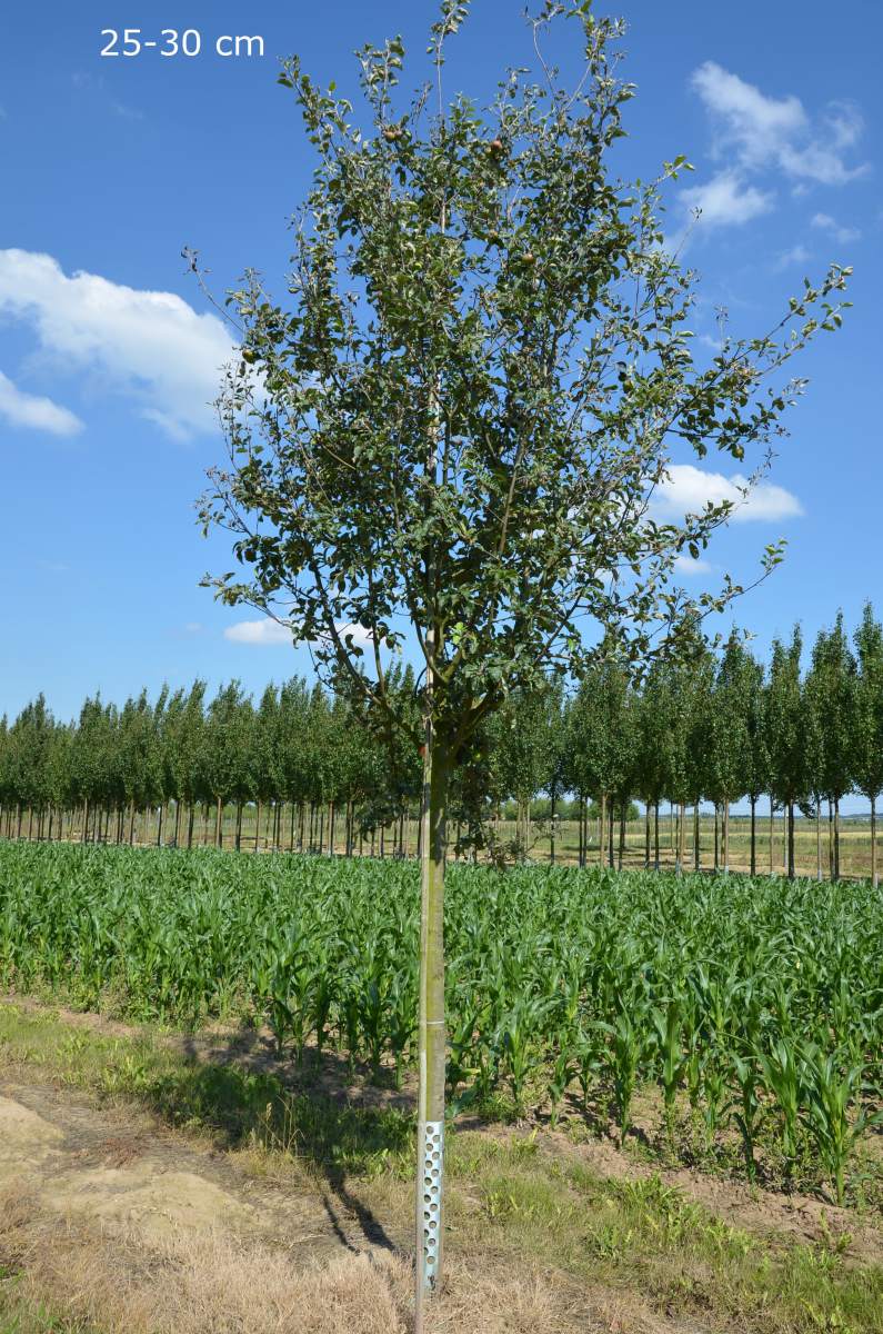 Apfel Ontario