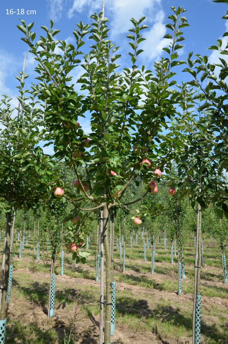 Apfel: Piros