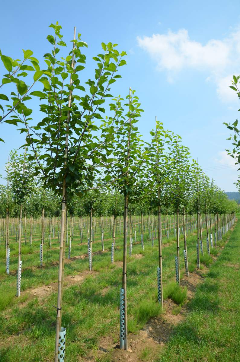 Apfel: Rote Sternrenette