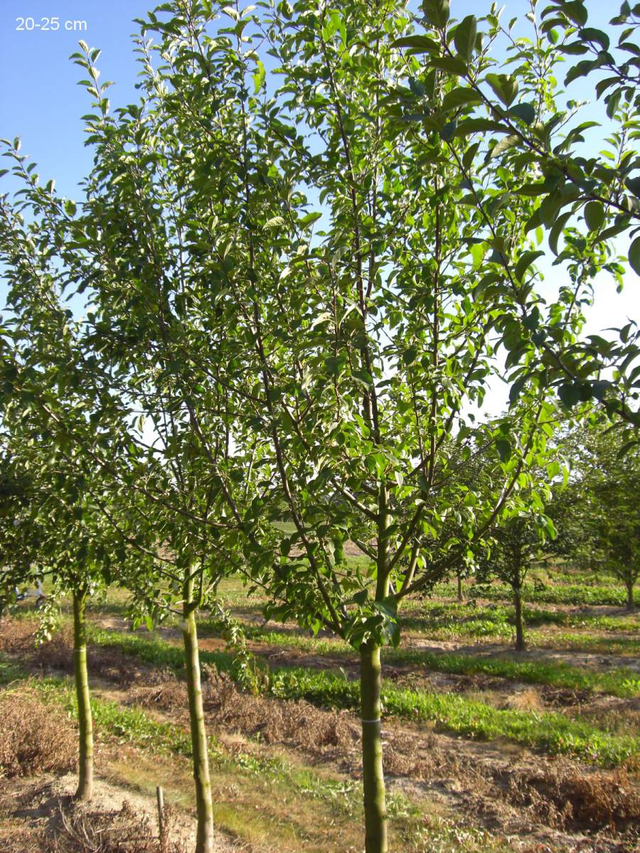 Apfel: Rote Sternrenette