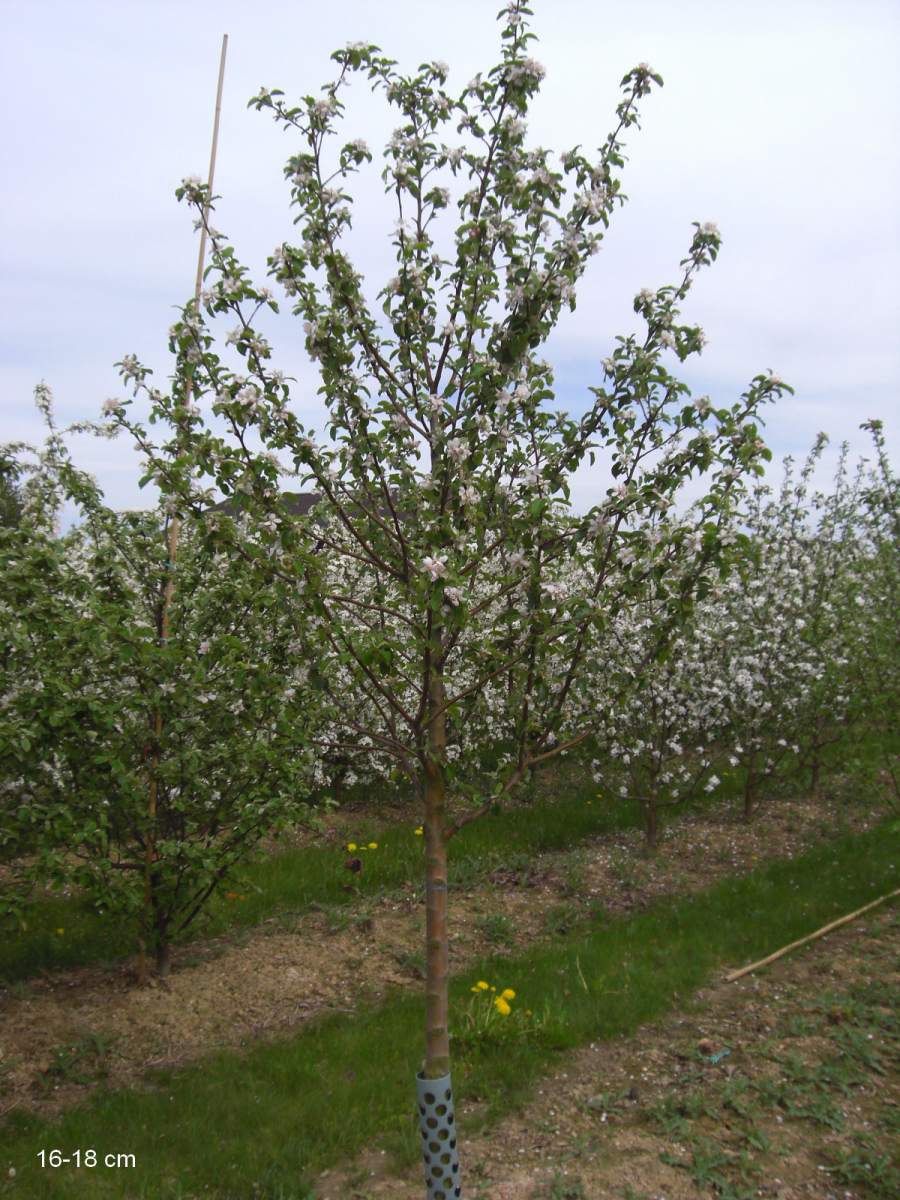 Apfel: Roter Berlepsch