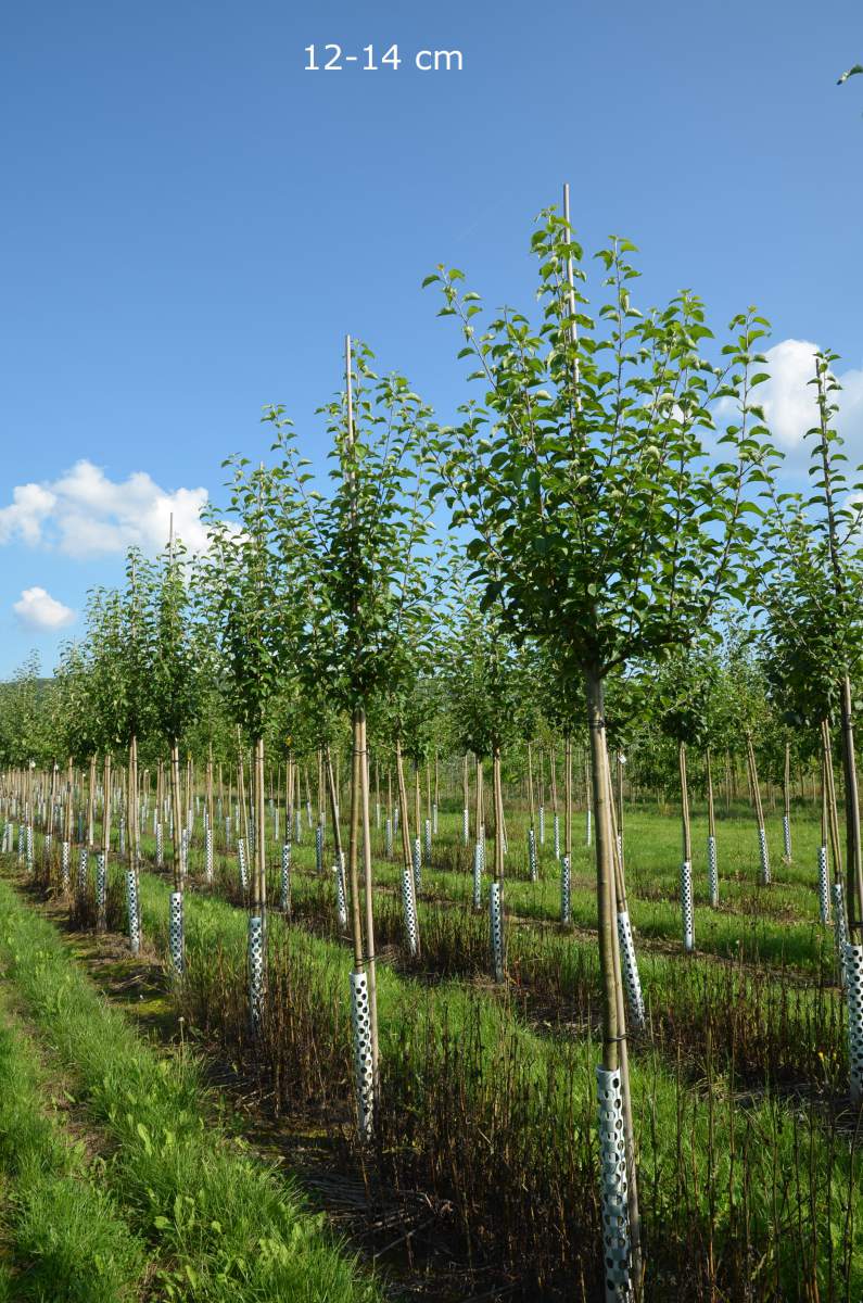 Apfel: Roter Berlepsch