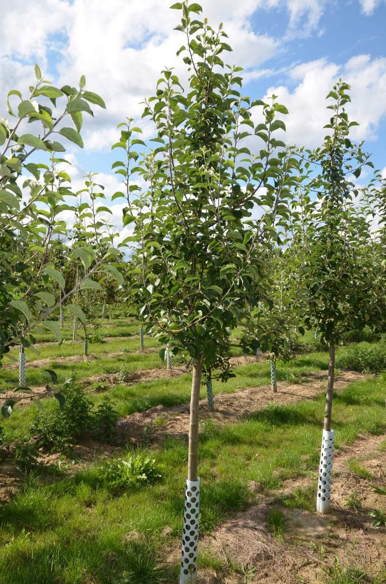 Apfel: Roter Berlepsch