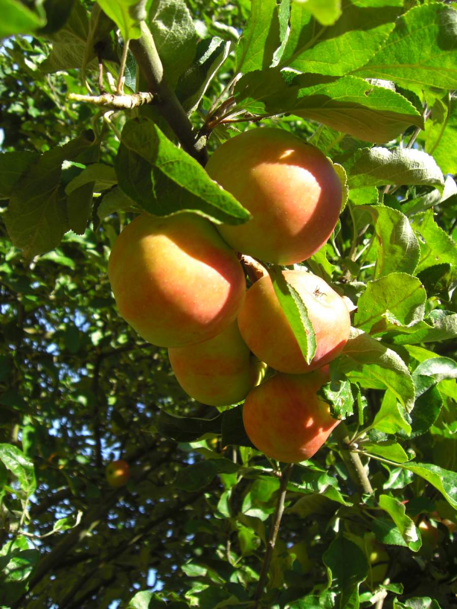 Apfel: Roter Berlepsch