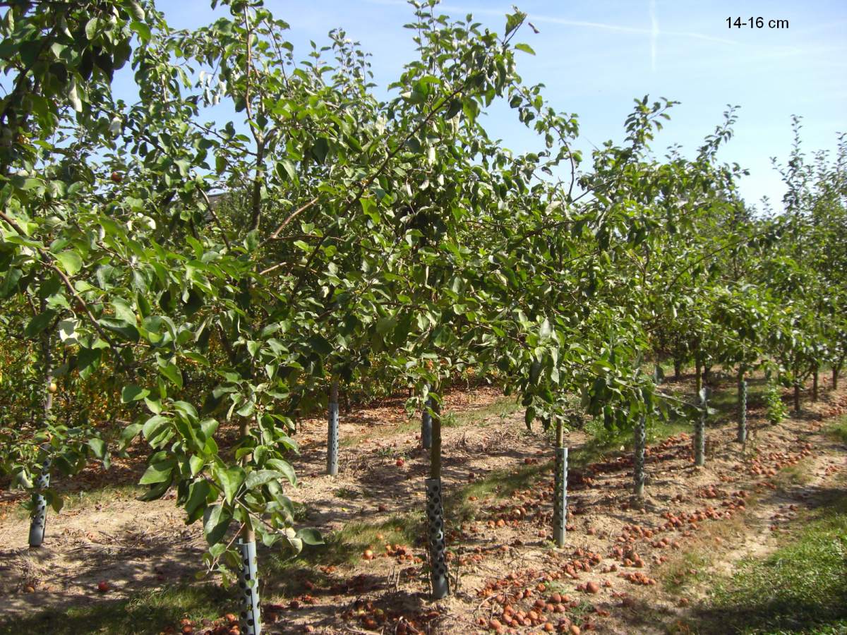 Apfel: Roter Berlepsch