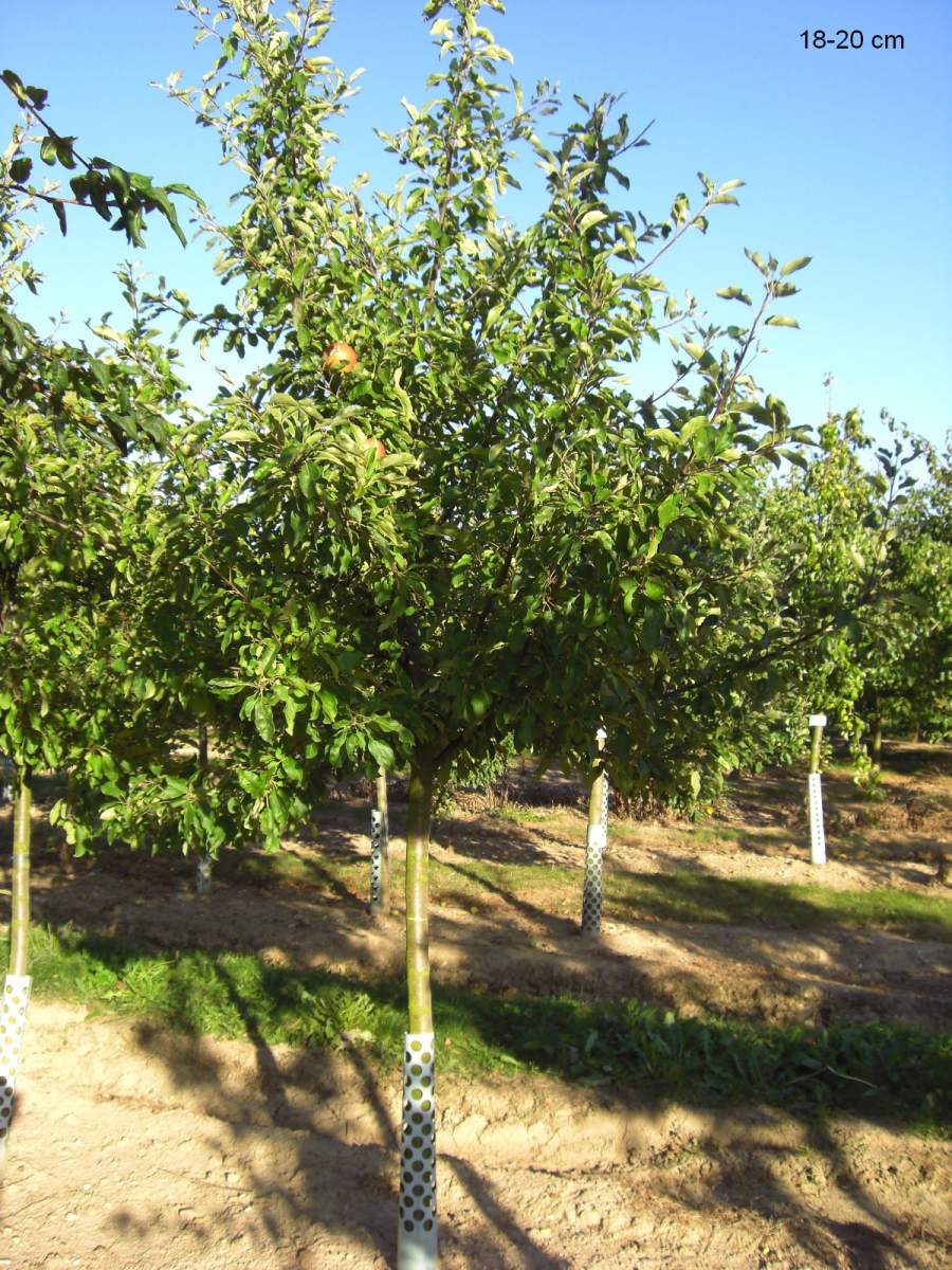 Apfel: Roter Berlepsch