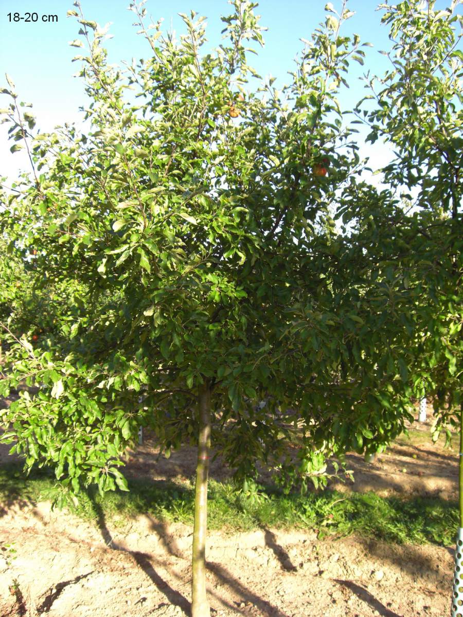 Apfel: Roter Berlepsch