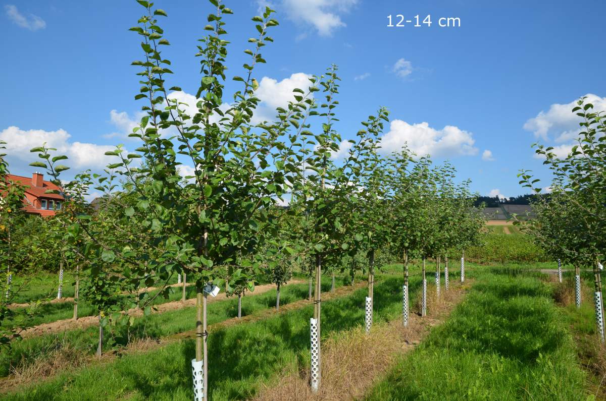 Apfel: Roter Boskoop