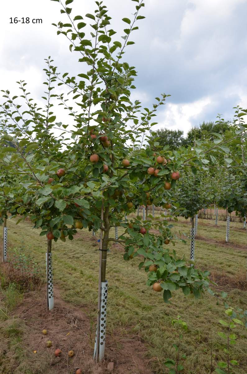 Apfel: Roter Boskoop