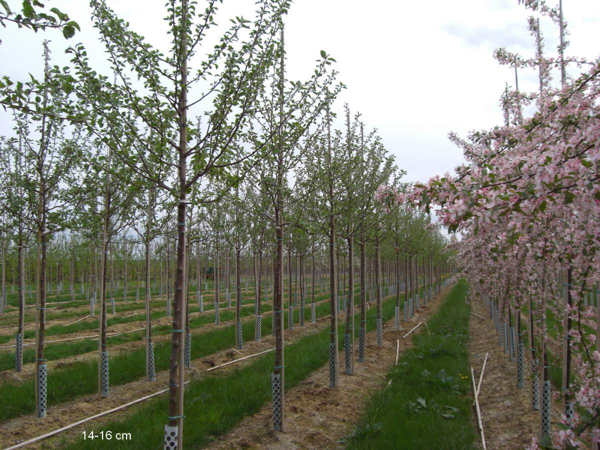 Apfel: Roter Boskoop