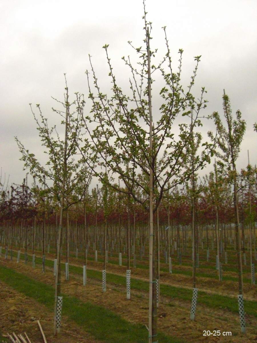 Apfel: Roter Boskoop