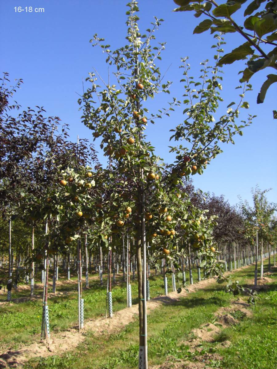 Apfel: Roter Boskoop