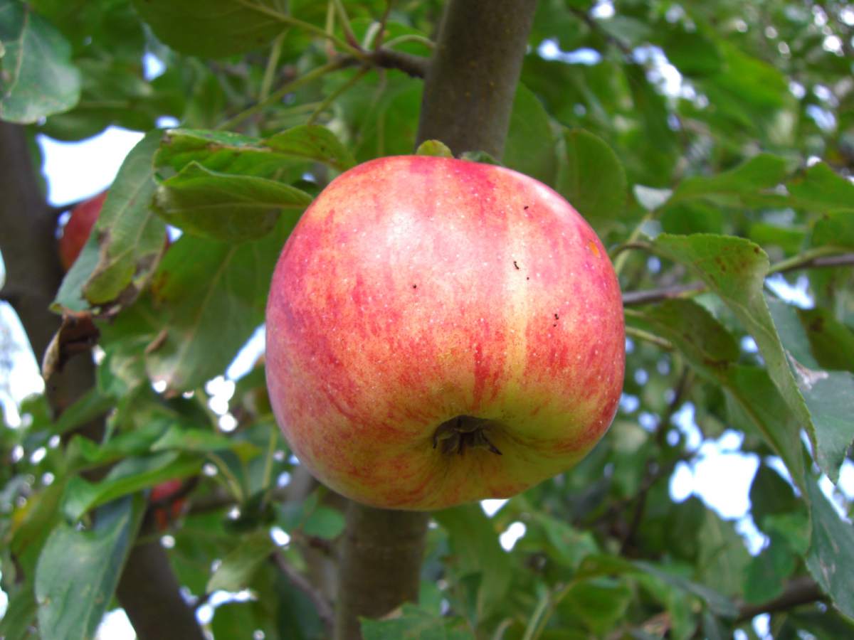Apfel: Roter Gravensteiner