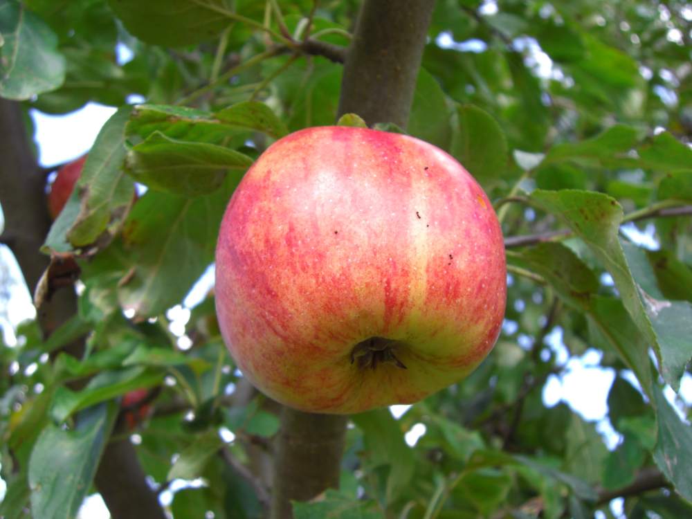 Apfel Roter Gravensteiner