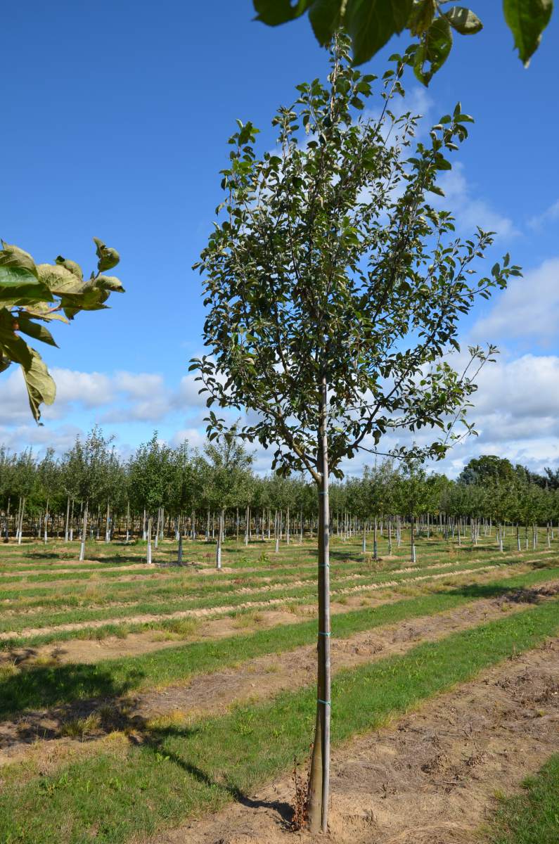 Apfel Roter Gravensteiner
