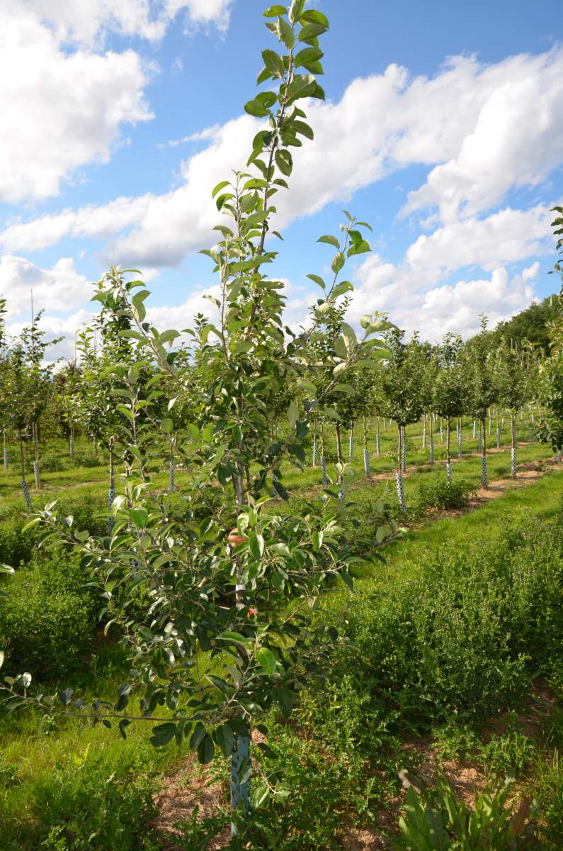 Apfel Roter Gravensteiner