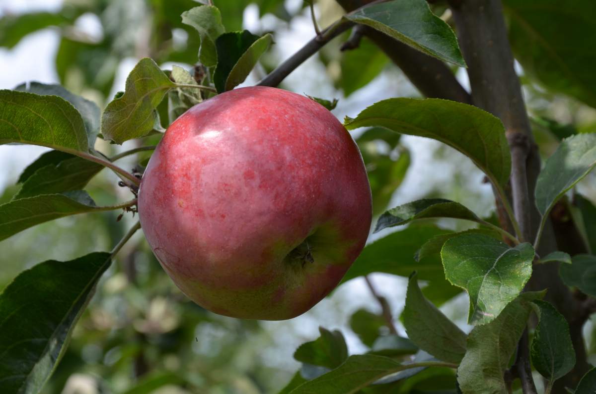 Apfel Roter Gravensteiner