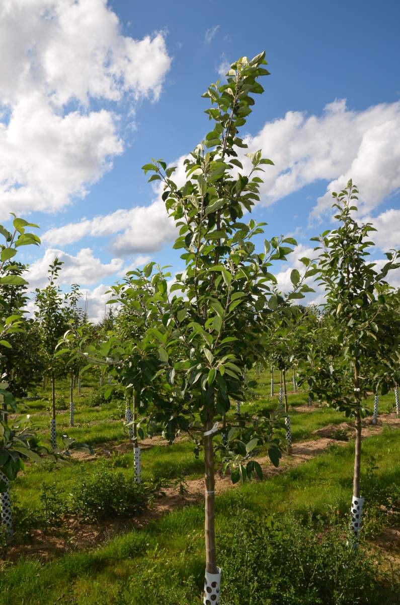 Apfel Roter Gravensteiner
