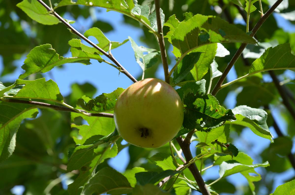 Apfel: Rubinola