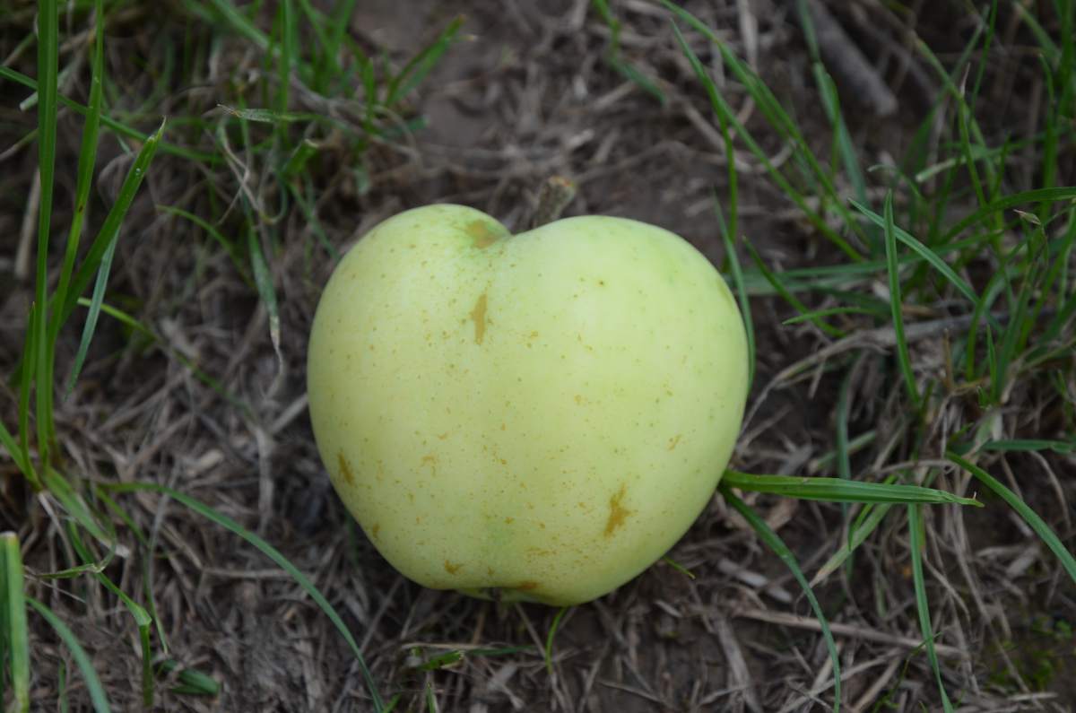 Apfel: Weißer Klarapfel