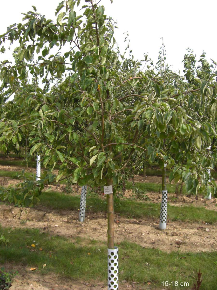 Apfel: Weißer Klarapfel