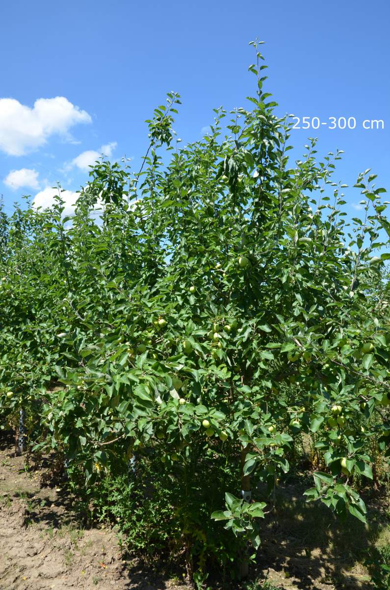 Apfel: Weißer Klarapfel