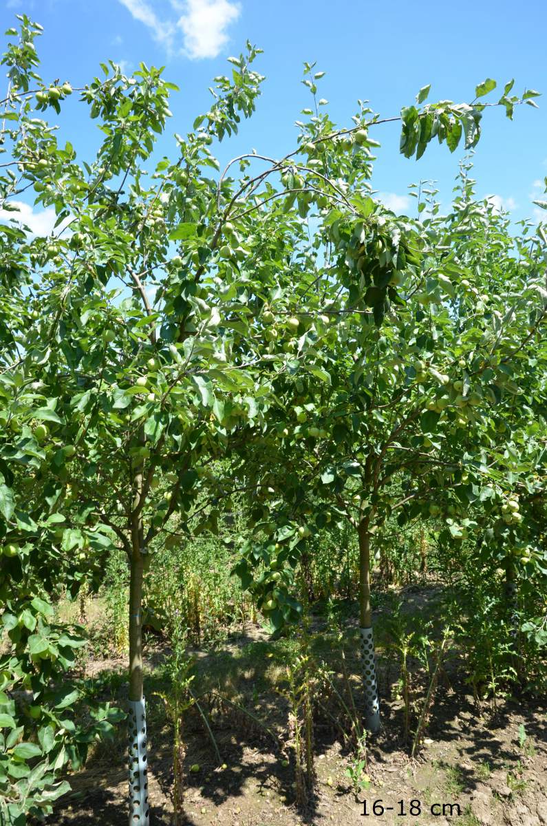 Apfel: Weißer Klarapfel