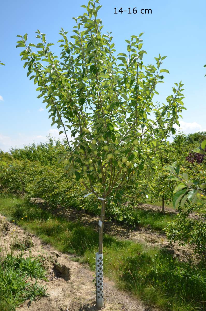 Apfel: Weißer Klarapfel