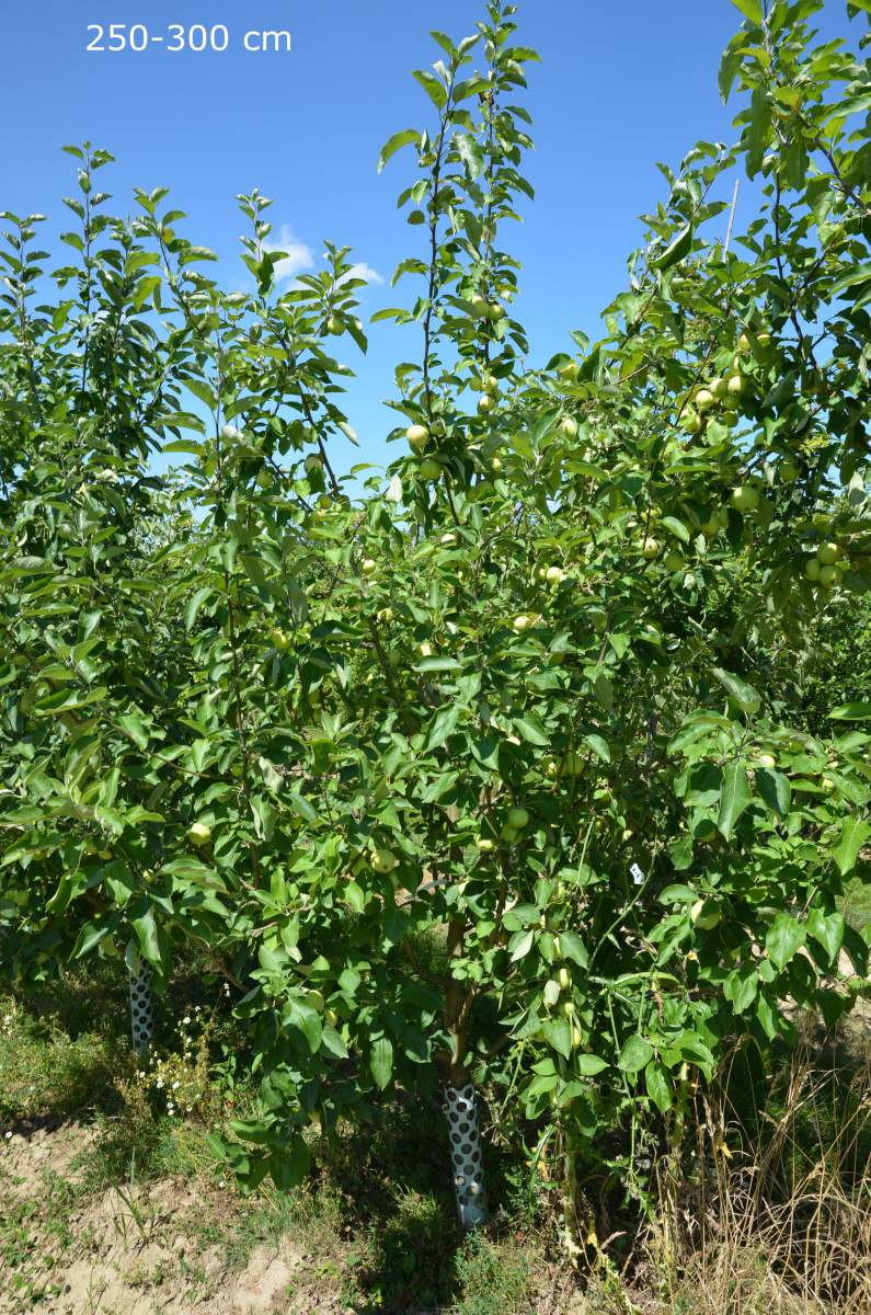 Apfel: Weißer Klarapfel