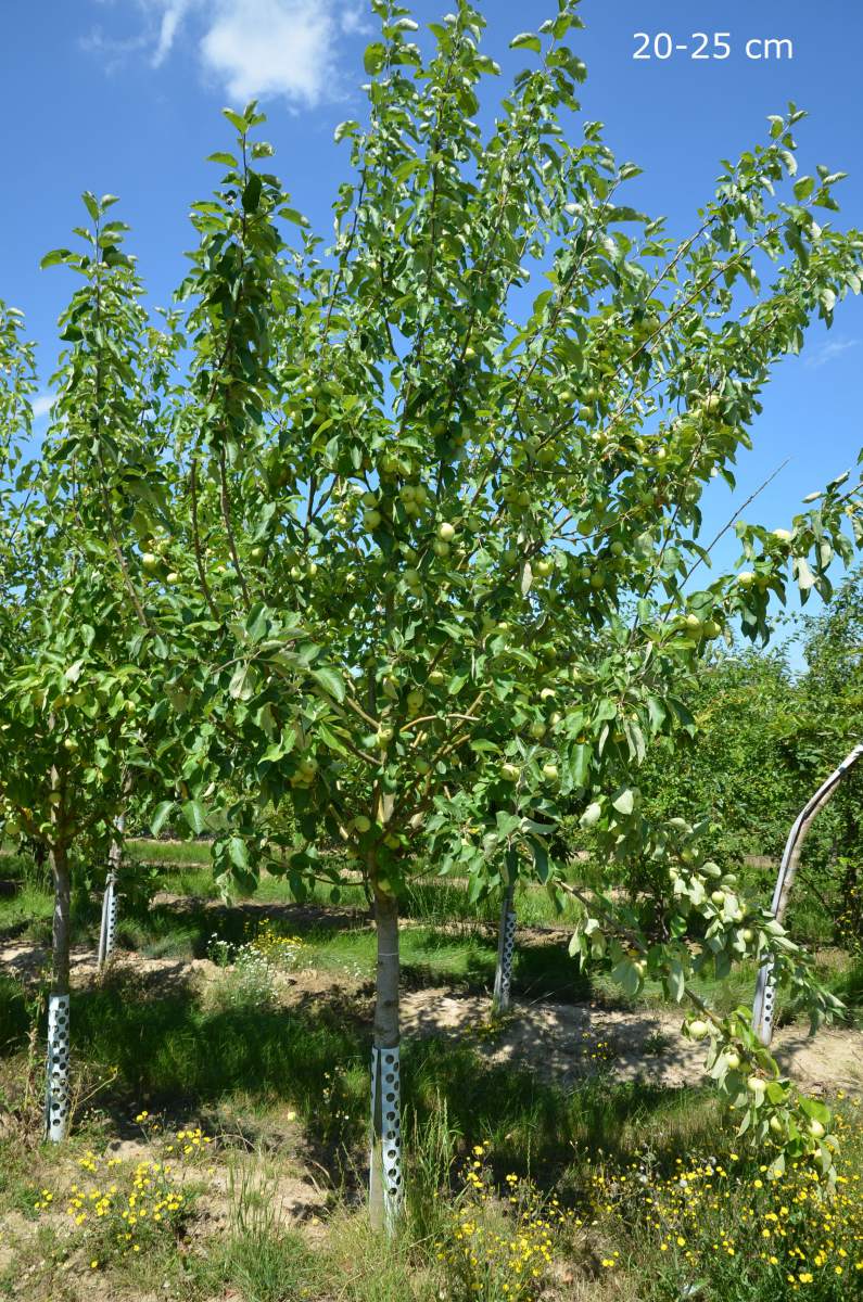 Apfel: Weißer Klarapfel