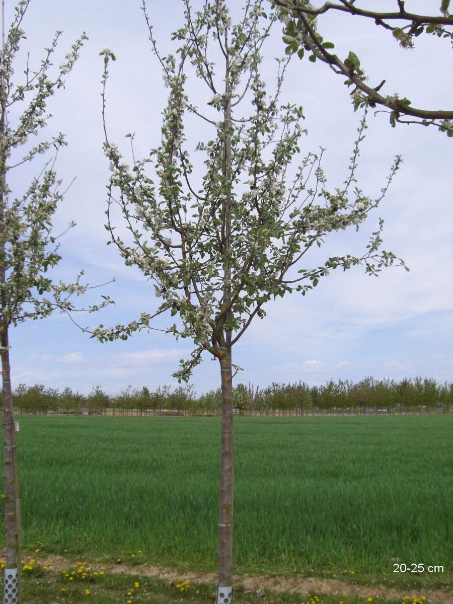Apfel: Weißer Klarapfel