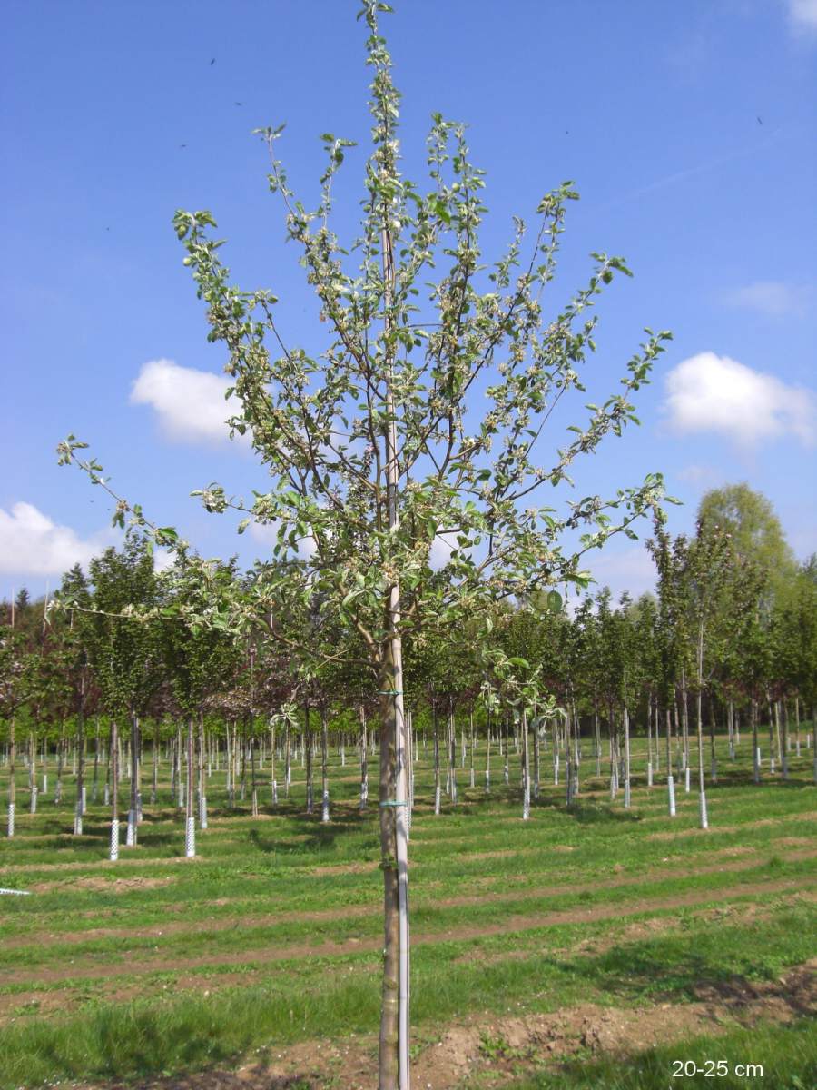 Apfel: Weißer Klarapfel