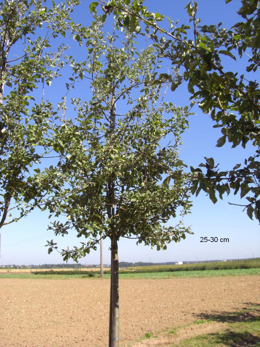 Apfel: Weißer Klarapfel