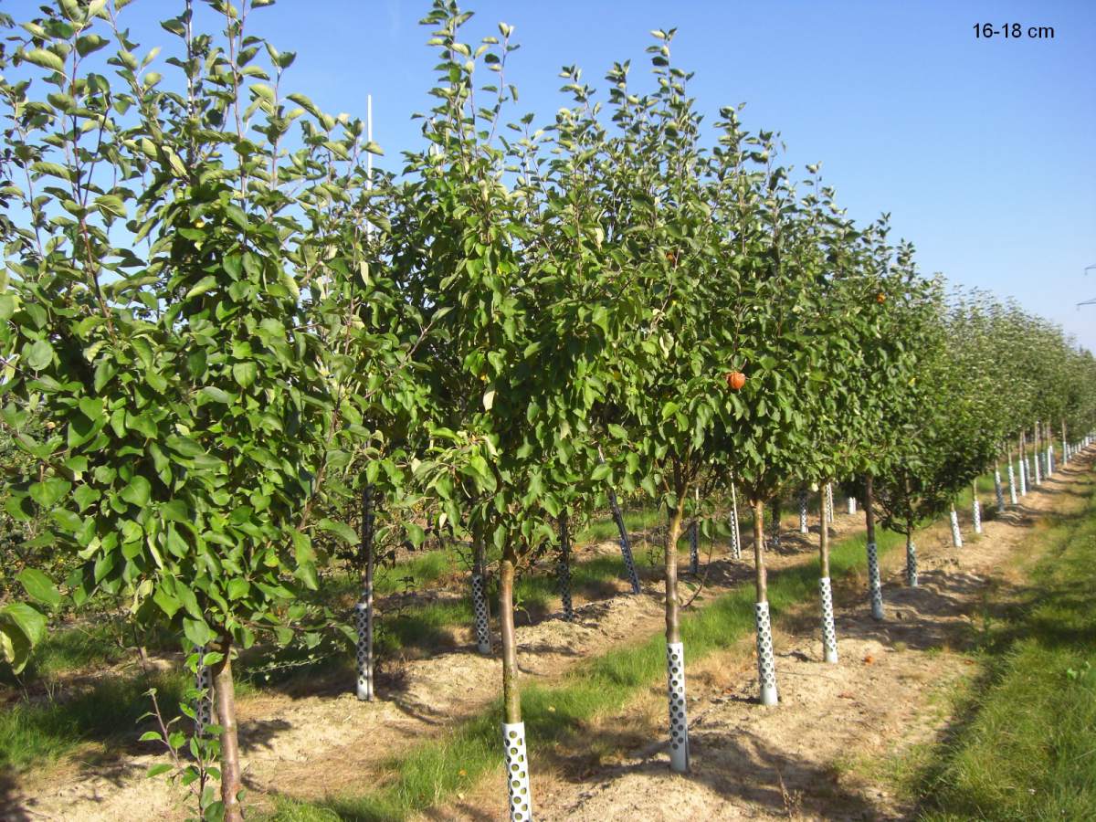 Apfel: Weißer Klarapfel