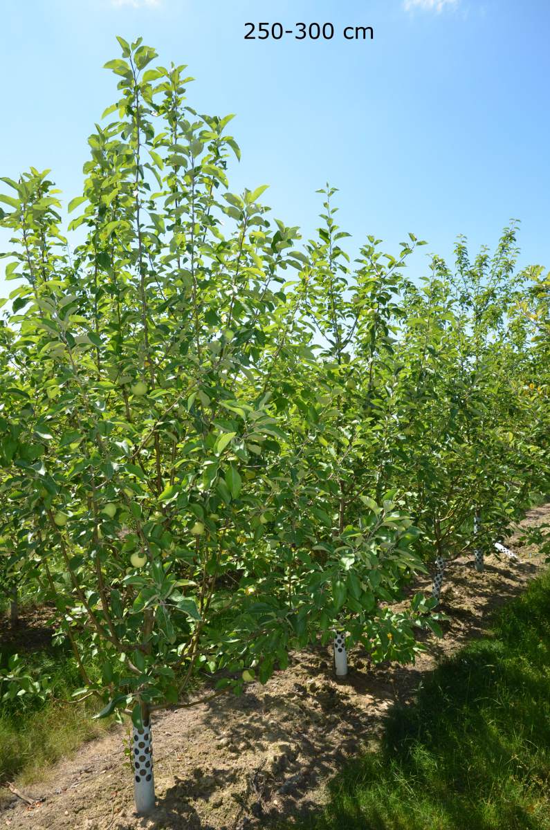 Apfel: Weißer Klarapfel