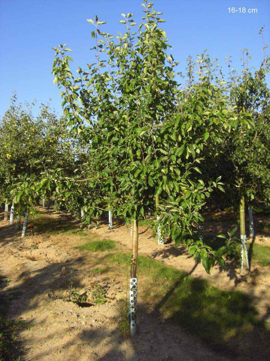 Apfel: Weißer Klarapfel