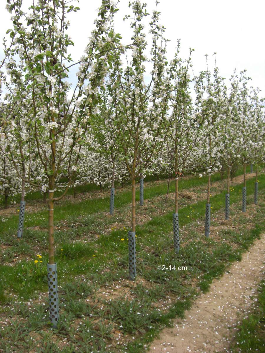 Apfel: Weißer Klarapfel